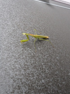 DSCF2274.JPG