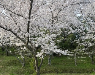 IMG_8868.jpg